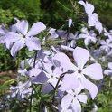 Phlox divaricatus fleur